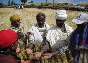 The State of wheat in Ethiopia. Can farmers meet the growing demand for wheat in Ethiopia? Photo credit: Flickr/ Bioversity International 